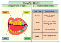 Teeth Yr 4